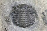 Plate of Four Ceraurus Trilobites - Walcott-Rust Quarry, NY #138810-4